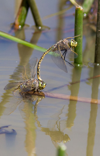 Hemianax papuensis