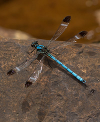 damselflysmall