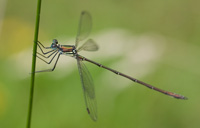 damselflysmall
