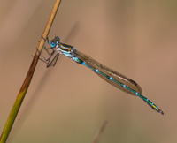 damselflysmall