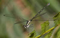 damselflysmall