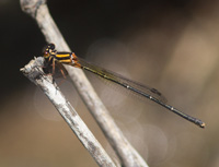 damselflysmall