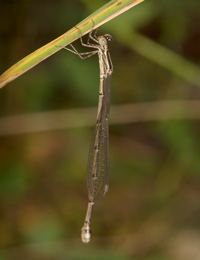 damselflysmall