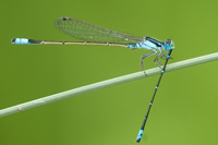 damselflysmall