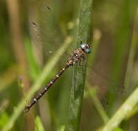 Telephlebiidae Darners