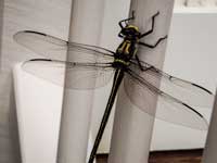 Petaluridae Petaltails