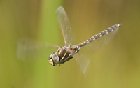 Aeshnidae Hawkers