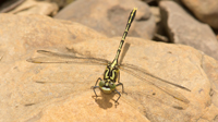 Gomphidae Clubtails