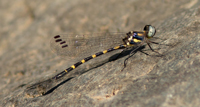 Cordulephyidae Shutwings