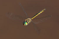 Hemicorduliidae Modern Emeralds