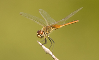 Urothemistidae Baskers