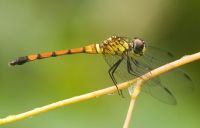 Libellulidae  Skimmers and Perchers