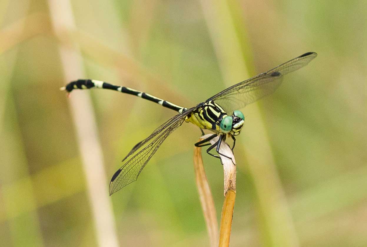 Austrogomphus cornutus