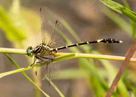 Austrogomphus cornutus