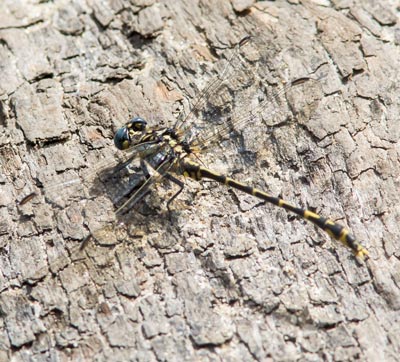 Austrogomphus collaris