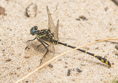Austrogomphus collaris