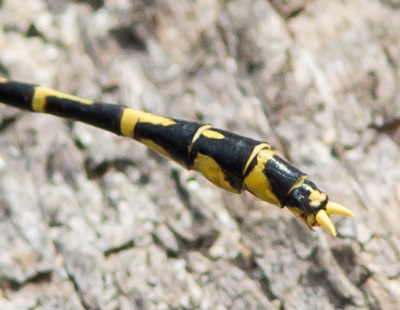 Austrogomphus collaris