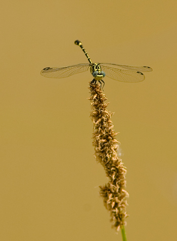Austrogomphus cornutus