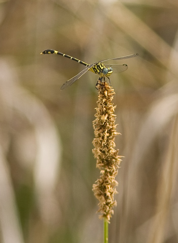 Austrogomphus cornutus