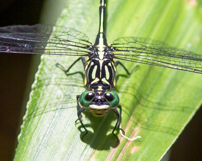 Austrogomphus ochraceus