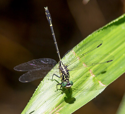 Austrogomphus ochraceus