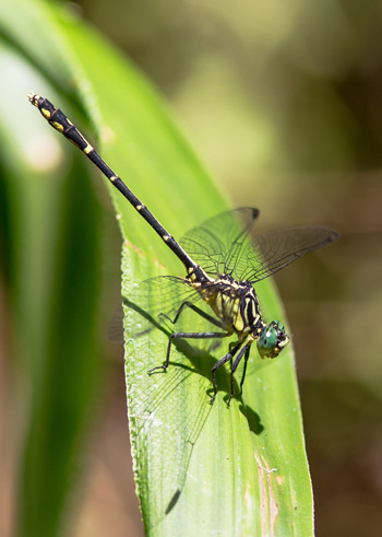 Austrogomphus ochraceus