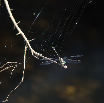 Austrogomphus ochraceus