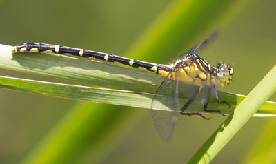 Austrogomphus ochraceus