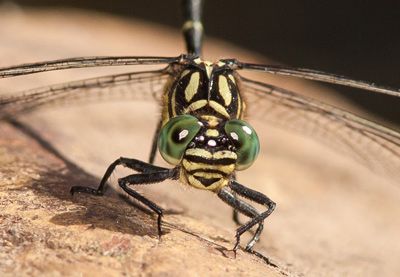 Hemigomphus gouldii
