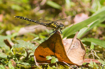 Hemigomphus gouldii
