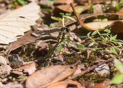 Hemigomphus gouldii