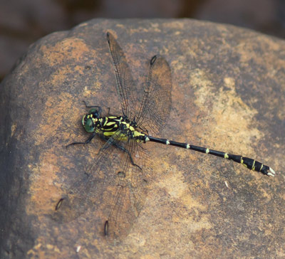 Hemigomphus gouldii