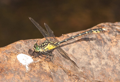 Hemigomphus gouldii