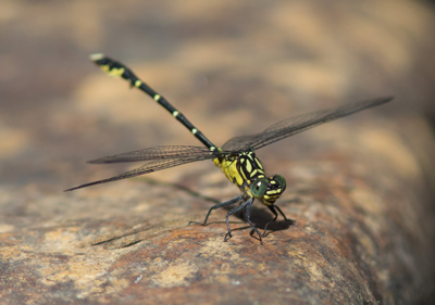 Hemigomphus gouldii
