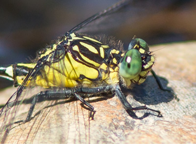 Hemigomphus heteroclytus