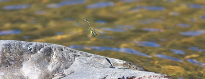 Hemigomphus heteroclytus
