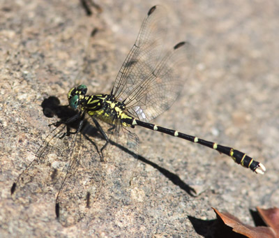 Hemigomphus heteroclytus
