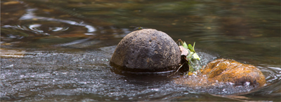 Hemigomphus heteroclytus