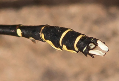 Hemigomphus heteroclytus