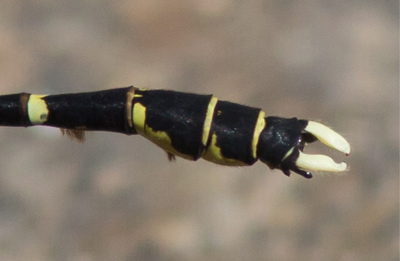 Hemigomphus heteroclytus