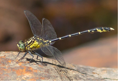 Hemigomphus heteroclytus