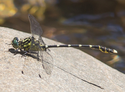Hemigomphus heteroclytus