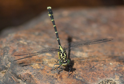 Hemigomphus heteroclytus