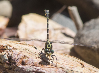 Hemigomphus heteroclytus
