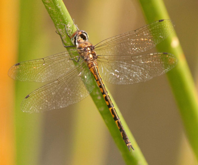 Australian Emerald