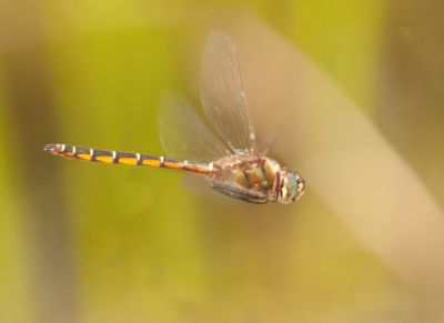 Hemicordulia australiae