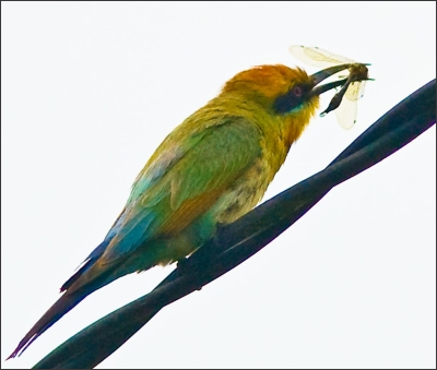 Fat-bellied Emerald