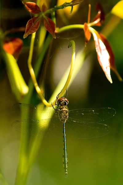 Australian Emerald