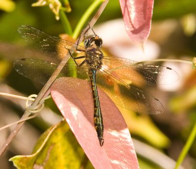 Hemicordulia continentalis