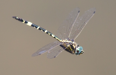 Hemicordulia superba